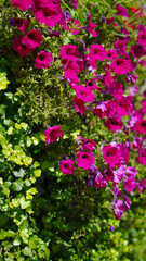 Vibrant summer street flowers background, full of color and life, perfect for seasonal themes..
