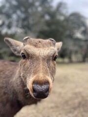 Nara Park, Japan