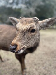 Nara Park, Japan