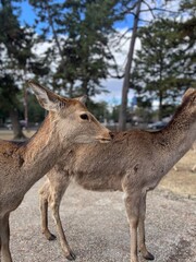 Nara Park, Japan 