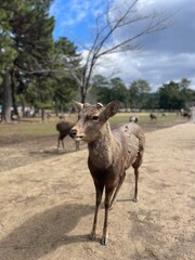 Nara Park, Japan