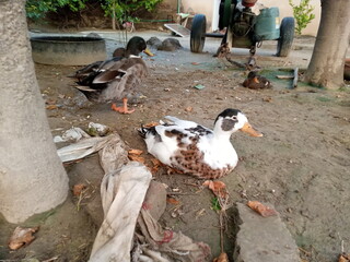 Obraz premium group of ducks on the beach