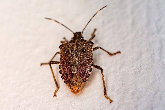 A brown marmorated stink bug climbs on the siding of a building.