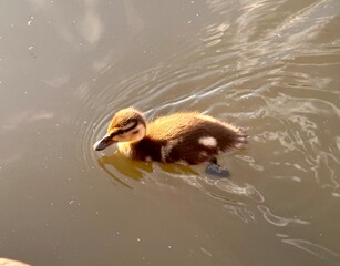 Duckling in the water