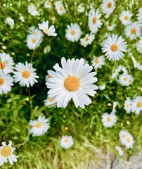 daisies in a field