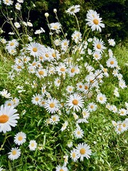 field of daisies