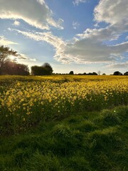 field of yellow flowers