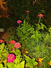 flowers in the garden