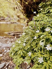 Flowers on the riverside 