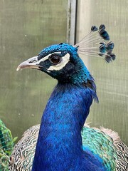 Peacock Head