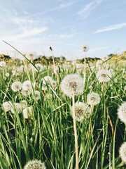 Dandelion in summer
