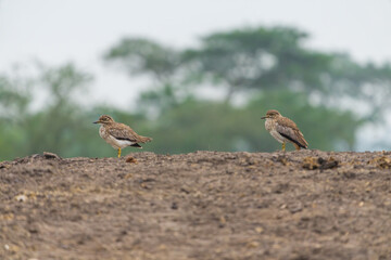 Water thick-knee (Burhinus vermiculatus)