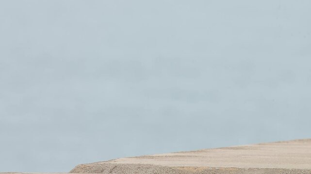 Silberm&ouml;we, Larus argentatus, Helgoland