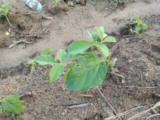 plant in soil