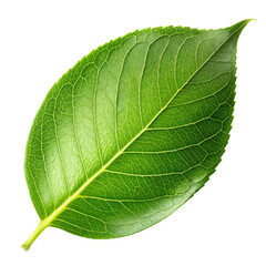 Obraz premium Realistic leaves isolated on white background.