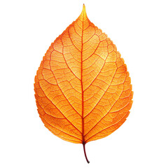 Realistic leaves isolated on white background.