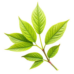 Fototapeta premium green leaves isolated on white background