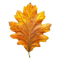 maple leaf isolated on white