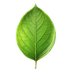 Obraz premium green leaf isolated on white