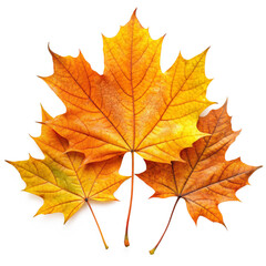 Obraz premium autumn maple leaf