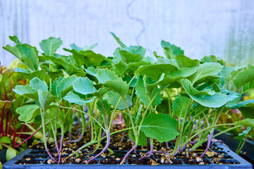 Young Vegetable Seedlings in Grid Tray Close-Up View