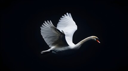 Elegant White Swan Gliding Gracefully on Serene Black Waters