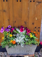 Vibrant Floral Planter Against Rustic Wooden Fence Eye-Level View