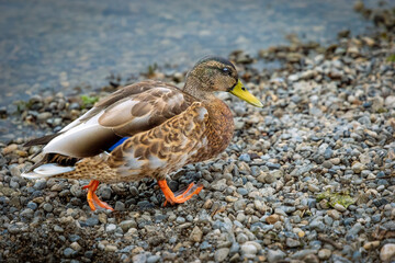 running duck on the beach