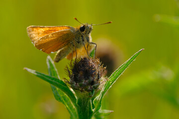 Skipper butterfly