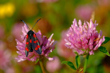The clover flower and red black moth
