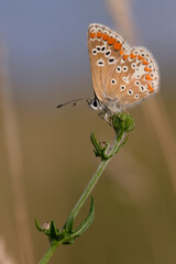 Butterfly Common Blue 