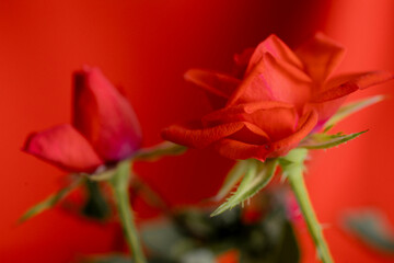 close-up of a vibrant red rose in full bloom, capturing the essence of romantic passion, perfect for Valentine's Day message
