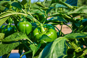 Green Bell Peppers on Plant Close-Up in Natural Light