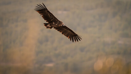 Fototapeta premium Stunning black bitre flying over the skies with forests in the background