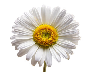 Fototapeta premium Beautiful Common Daisy Blossom: A Guide to This Classic Flower