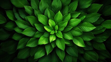 Obraz premium A vibrant close-up of lush green leaves arranged in a circular pattern, symbolizing nature's harmony and tranquility.