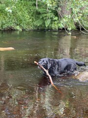 dog in the river