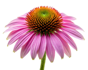 Purple Zinnia Flower Head - Vibrant Floral Image for Design