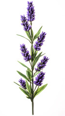 Fototapeta premium Lavender flowers isolated on white background