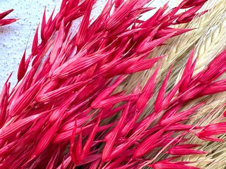 background decorative colored spikelets with colored spikelets of wheat