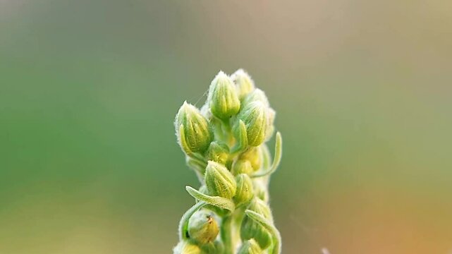 Verbascum thapsus flowers, close up. Small, yellow flowers are densely grouped on a stem. Common mullein is hairy plant that can grow to 2 m tall. Weedy, flowering plant of the family Scrophulariaceae