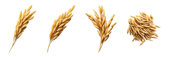 photo of rice grains with husks isolated background