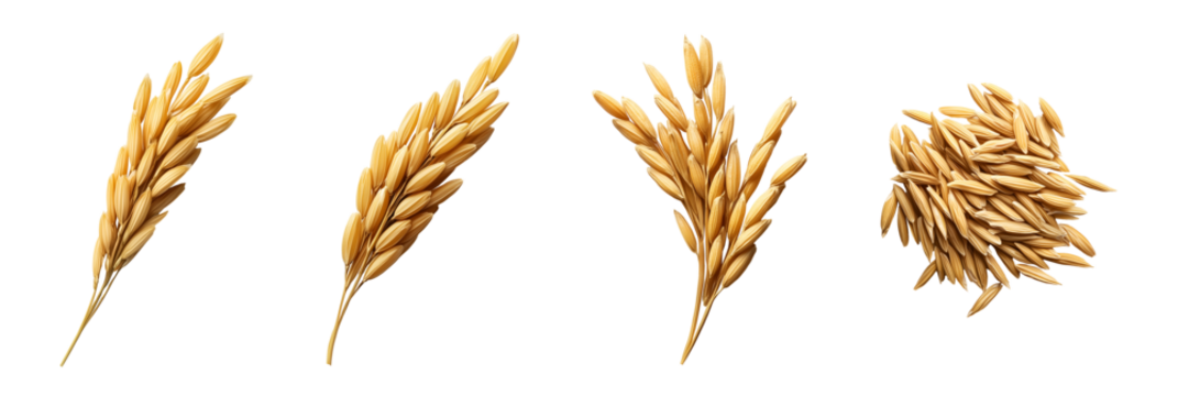 photo of rice grains with husks isolated background
