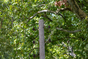 Alter Strommast inmitten von Bäumen