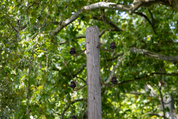Alter Strommast inmitten von Bäumen