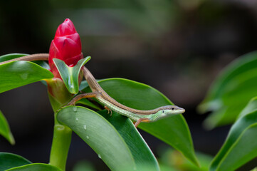 A grass lizard is sunning itself next to a red flower

