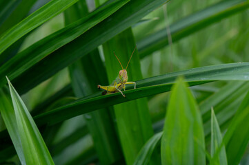 A green grasshopper resting on a blade of grass
