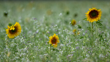 Blühende Sonnenblume auf einer Wiese