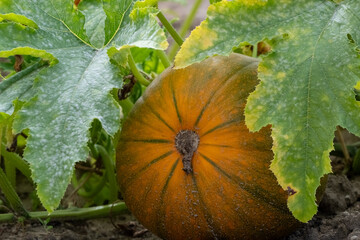 Reifer K&uuml;rbis im Feld