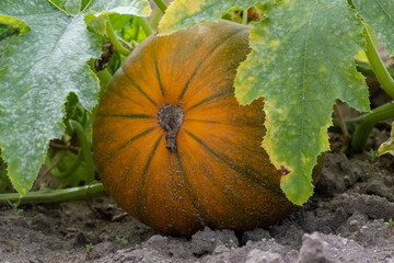 Reifer K&uuml;rbis im Feld
